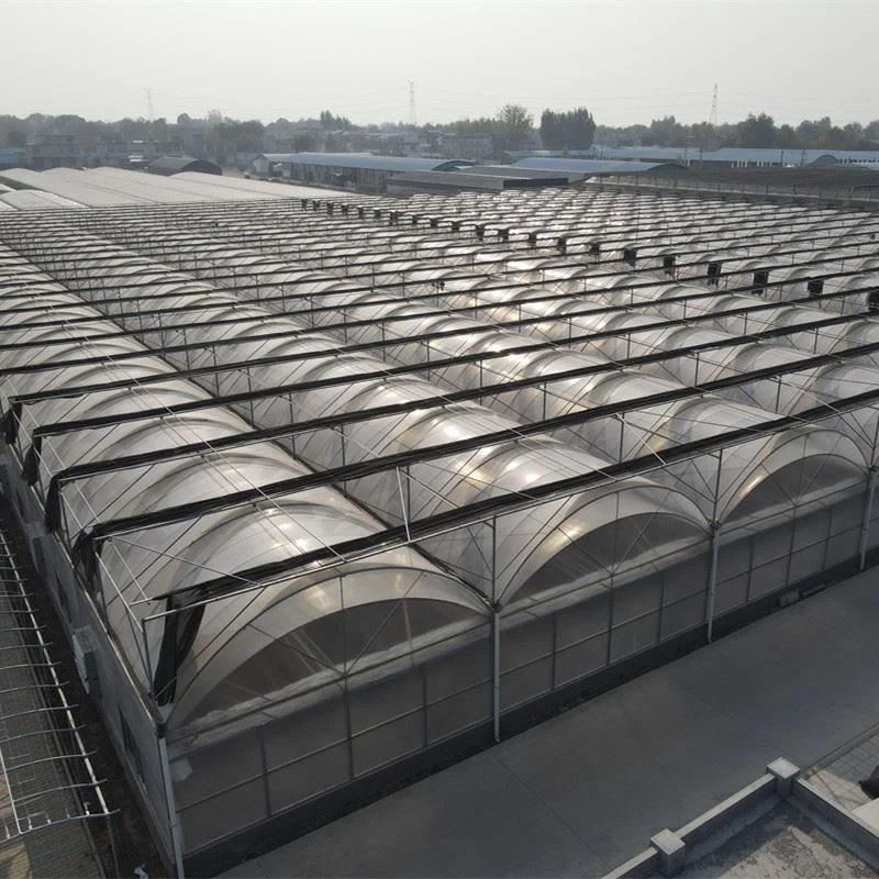 Multi Span Greenhouse